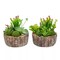 Set of 2 Faux Succulent Plants Assorted 8" Tall Greenery Plant Home Decor